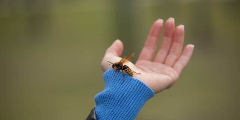 elin üzerindeki arı