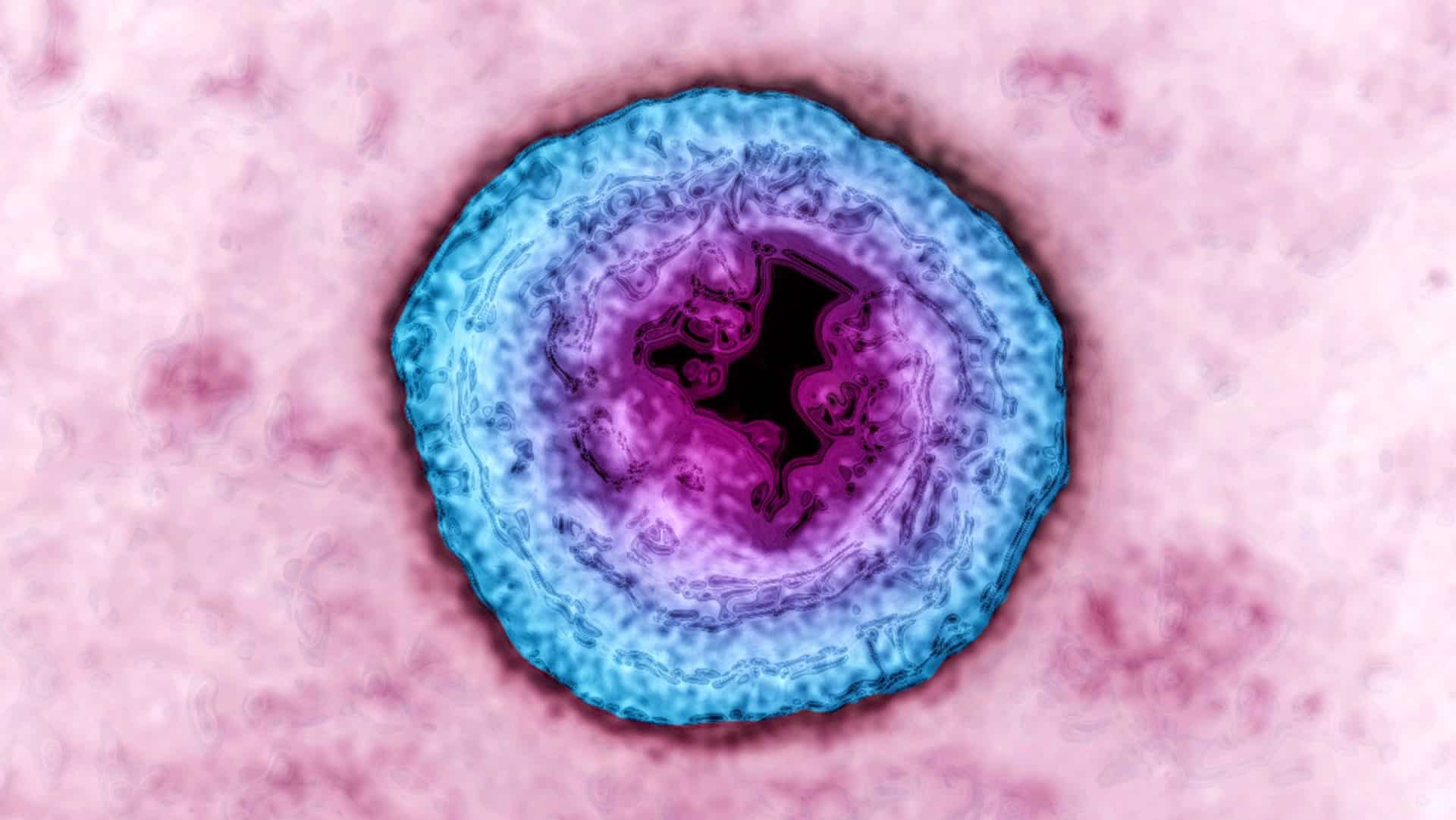 Virüslerin Viral Yaşam Döngüsü