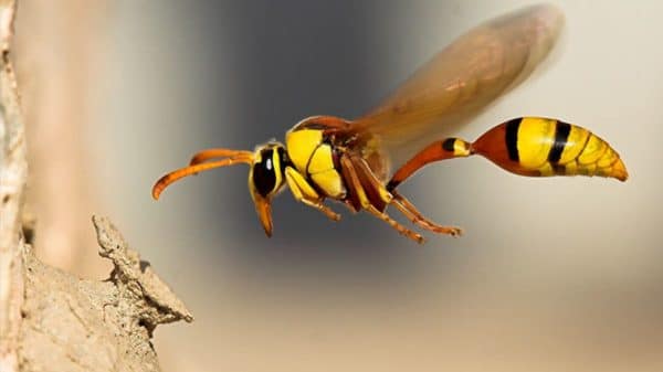 Eşek Arılarının İnsanlık İçin Önemi Nedir
