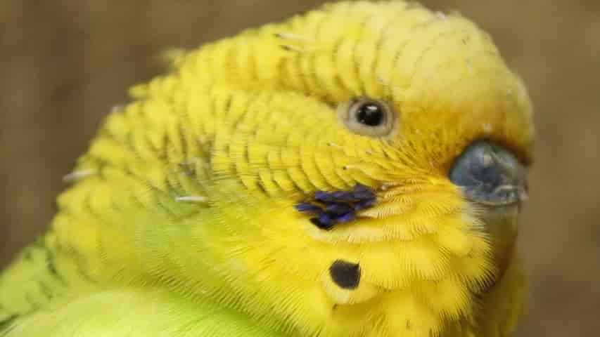 Sarı Muhabbet Kuşu
