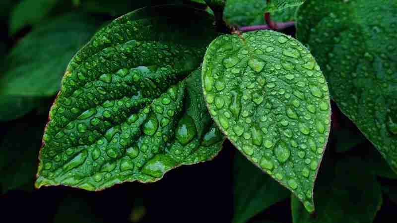 Bitkilerde Potasyum Eksikliğinin 5 Belirtisi